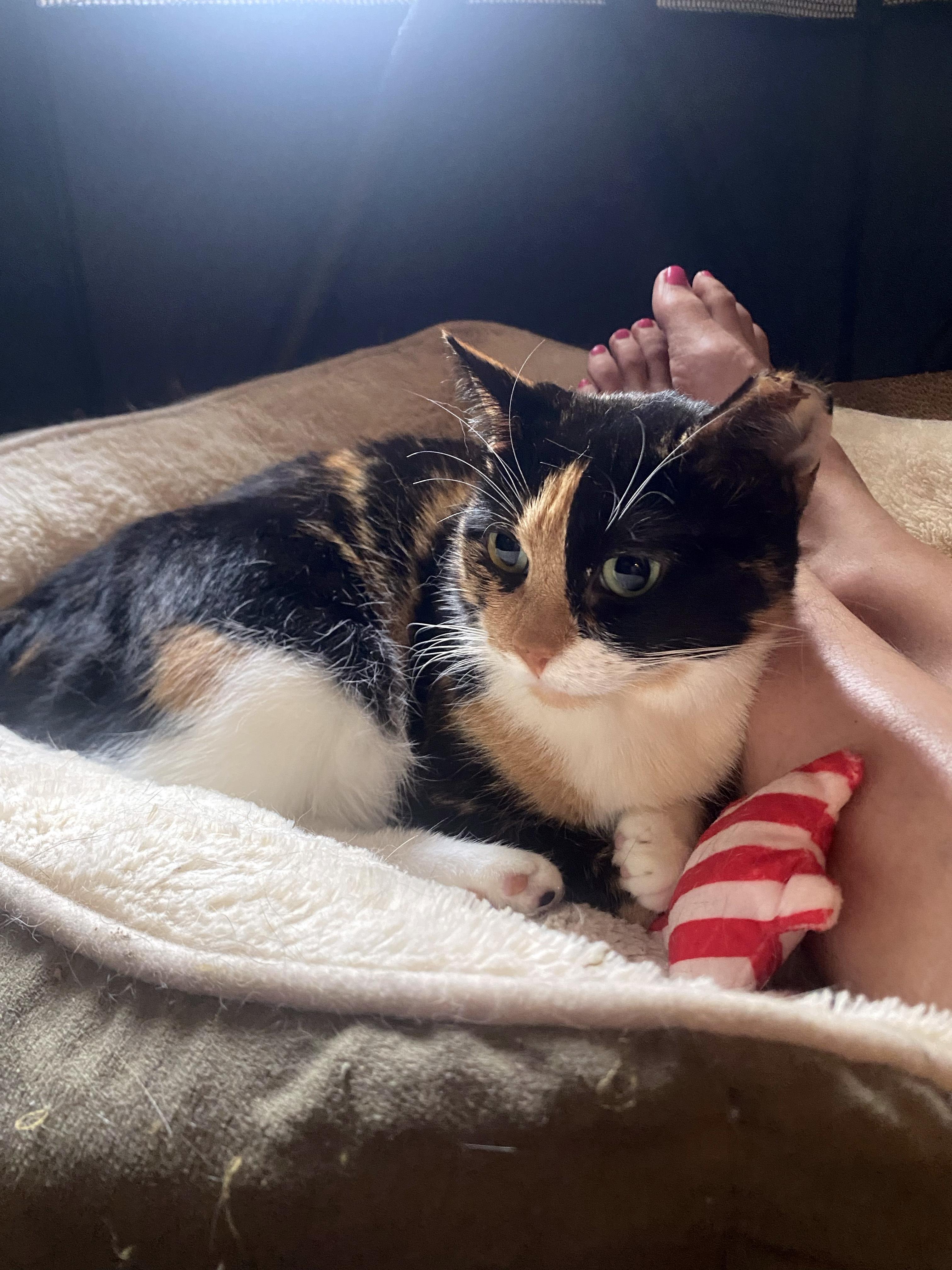 Enlarge Sundae, a ADOPTABLE Domestic Short Hair in Ridgewood, NY image 4/6