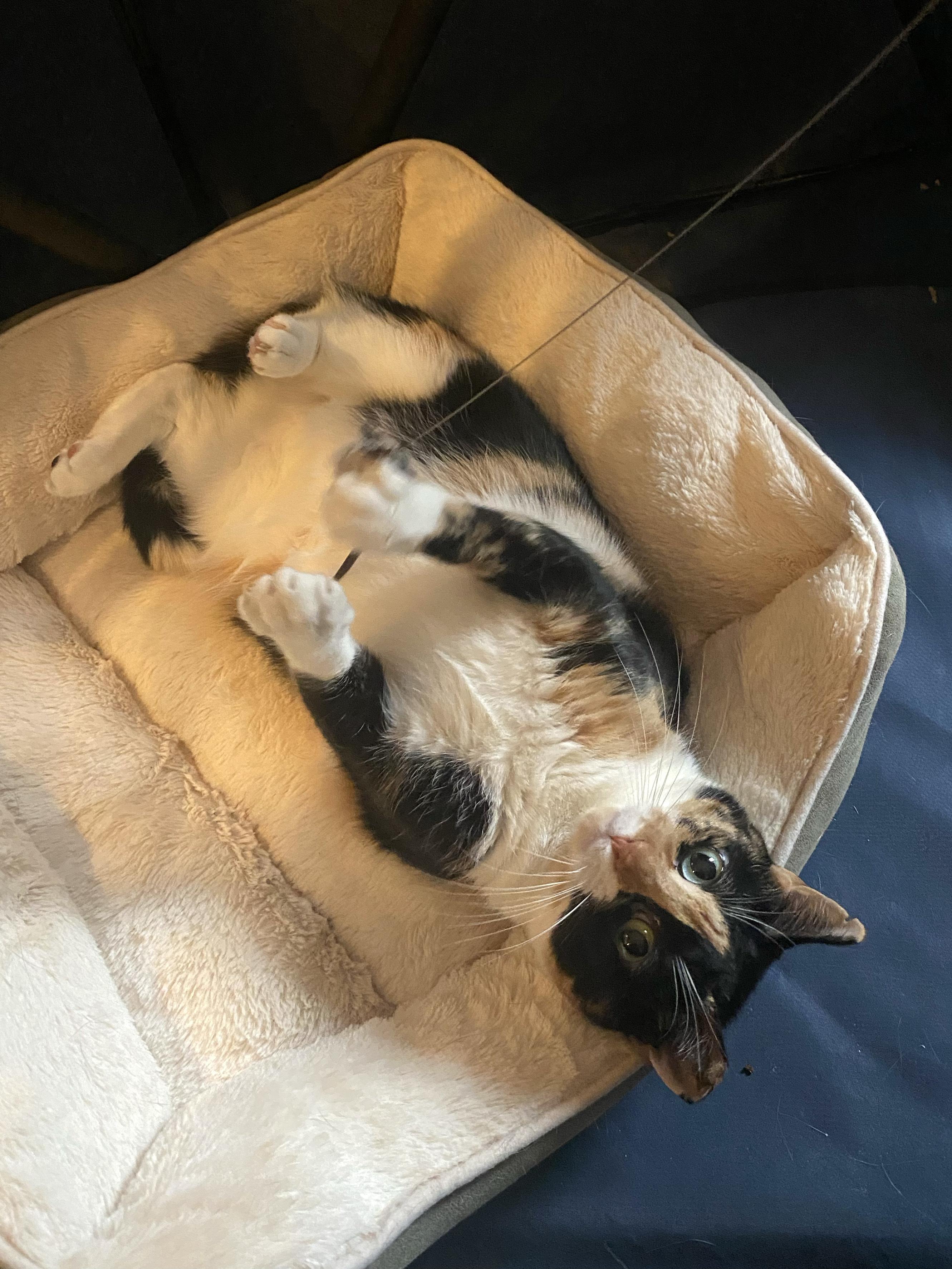 Enlarge Sundae, a ADOPTABLE Domestic Short Hair in Ridgewood, NY image 2/6