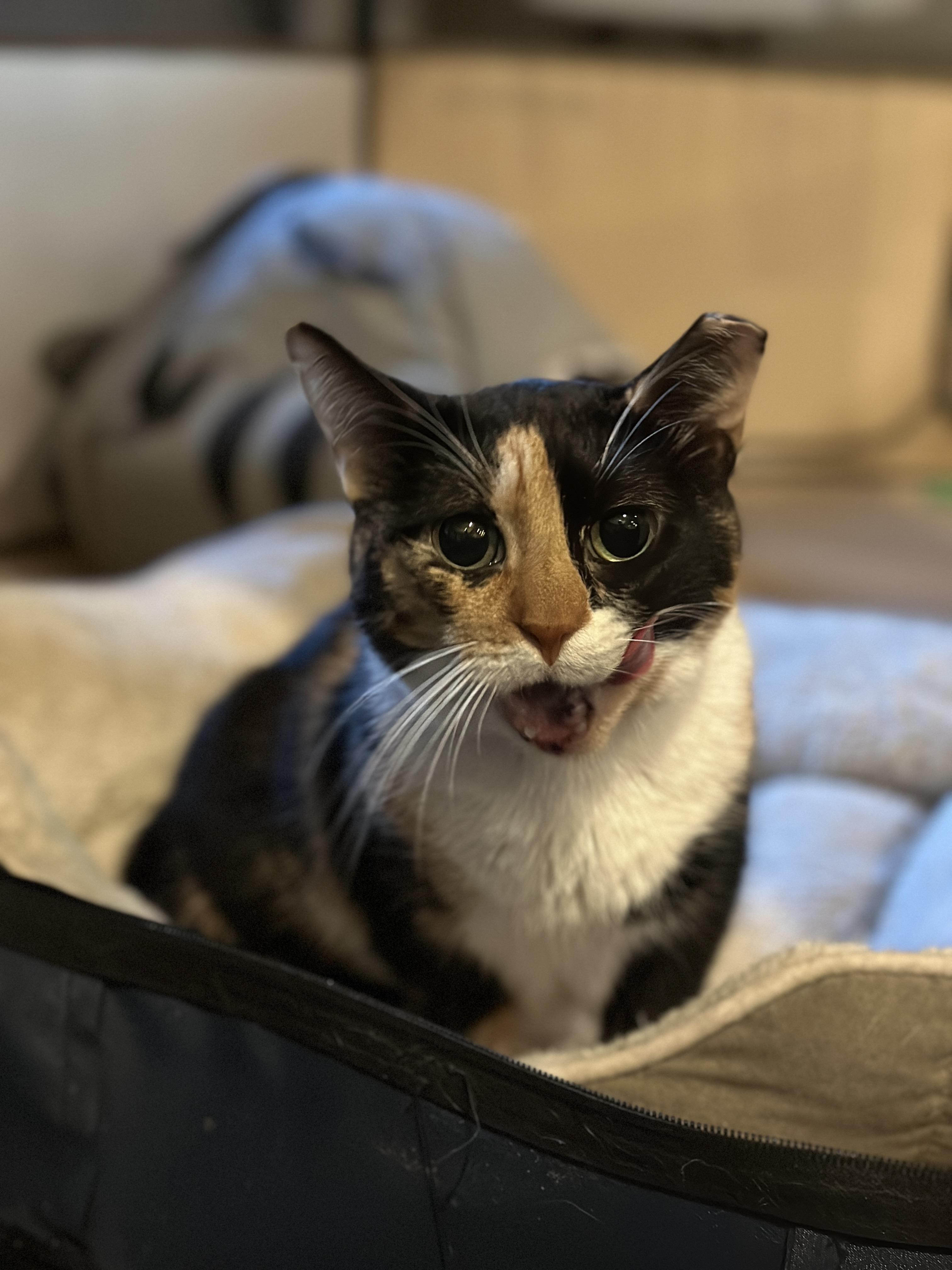 Sundae, ADOPTABLE, Young Female Domestic Short Hair.