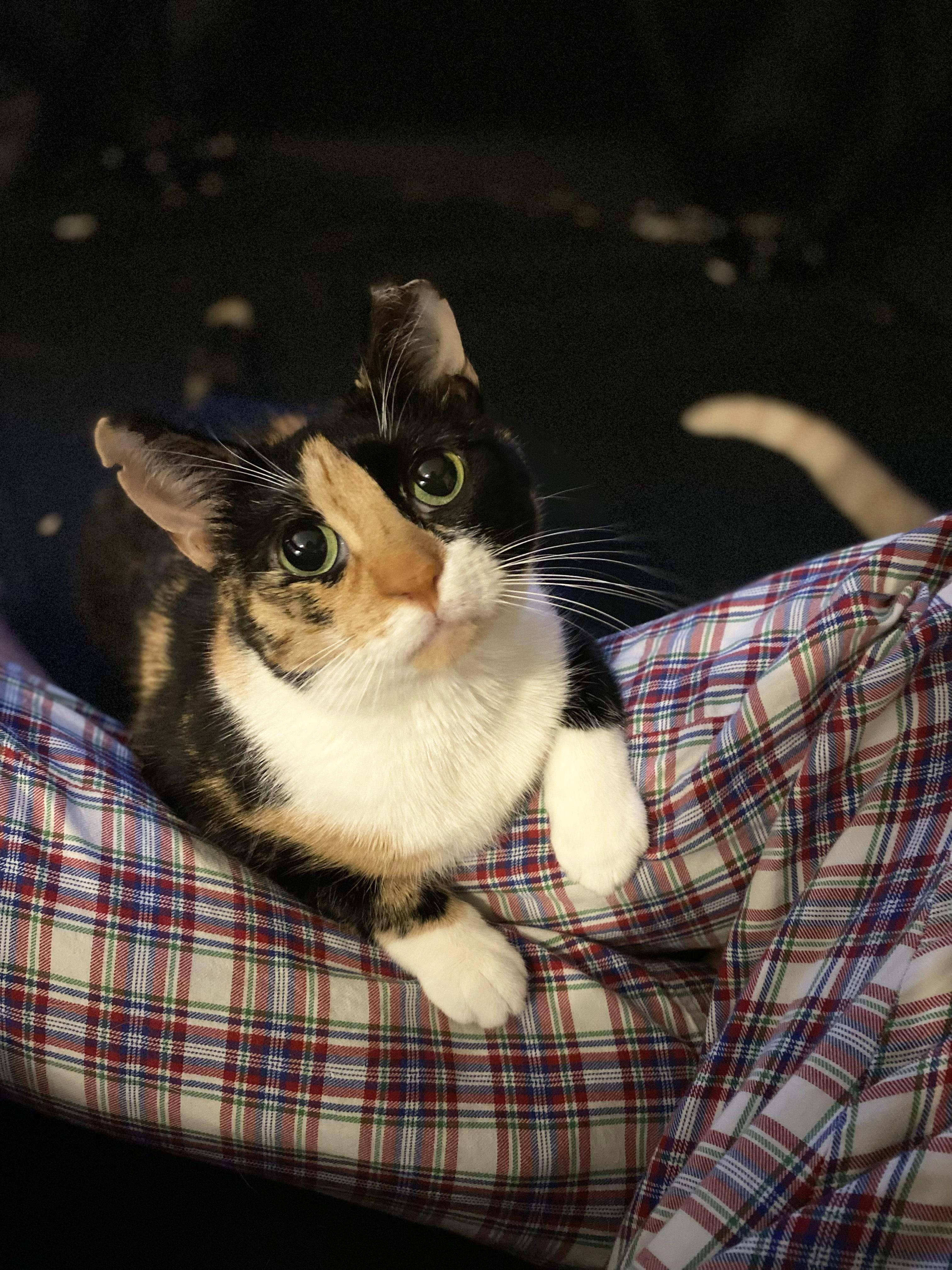 Enlarge Sundae, a ADOPTABLE Domestic Short Hair in Ridgewood, NY image 3/6
