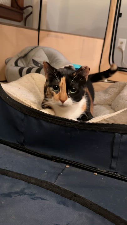 Enlarge Sundae, a ADOPTABLE Domestic Short Hair in Ridgewood, NY video 6/6