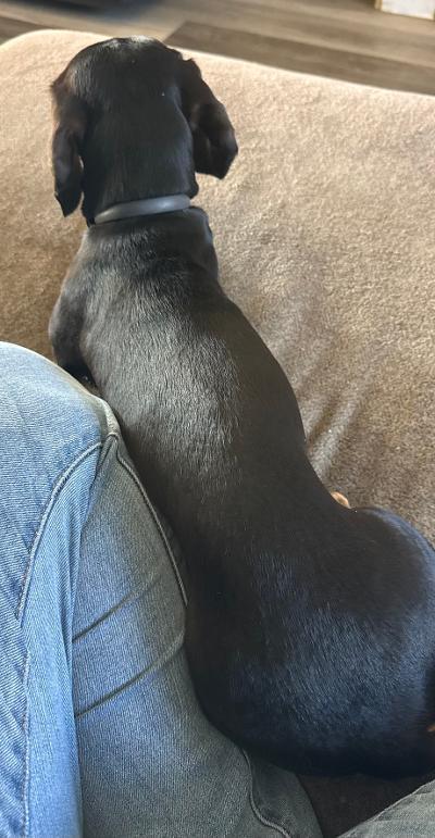 Skye - Adoptable Pet | Petfinder