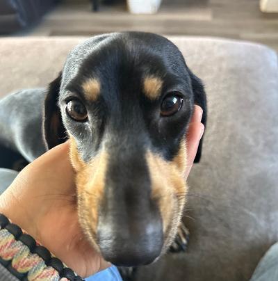 Skye - Adoptable Pet | Petfinder