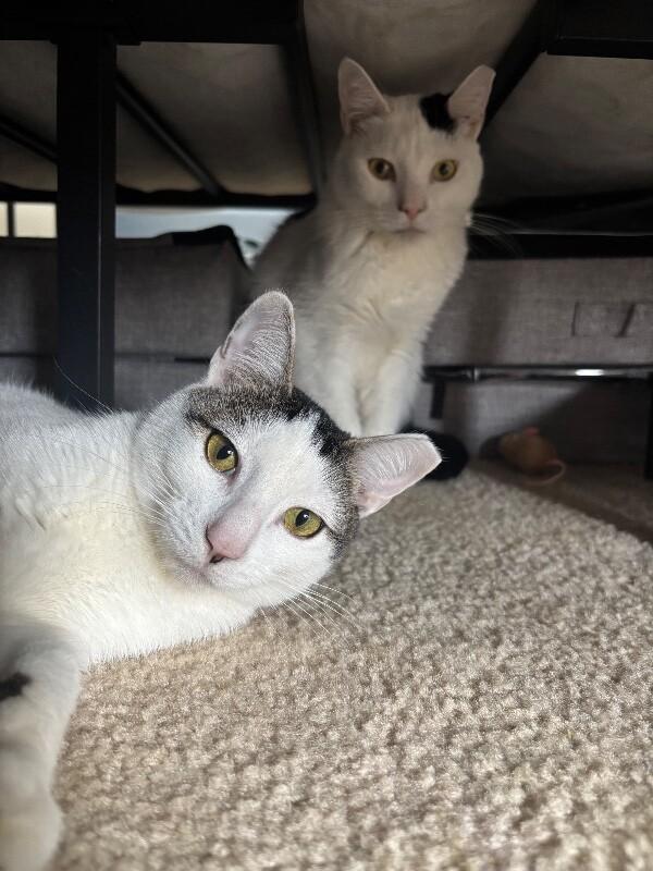 Felix — thumbnail 2