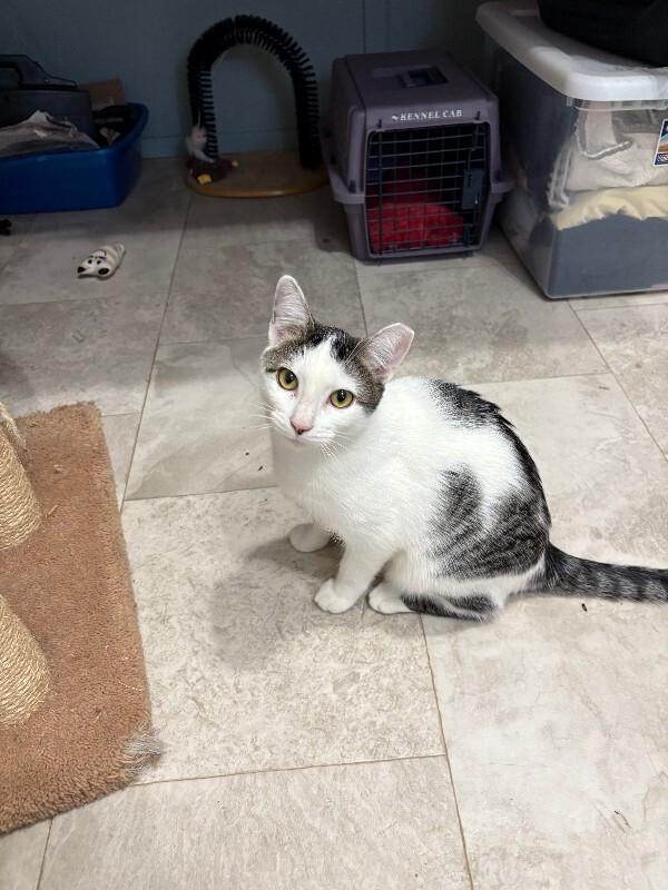 Felix — thumbnail 4