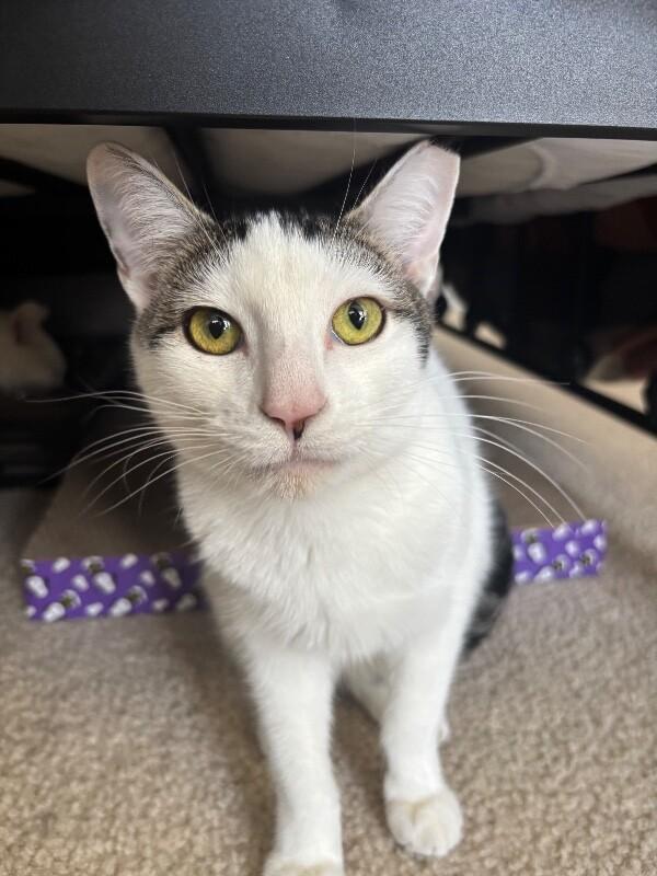 Felix — thumbnail 5