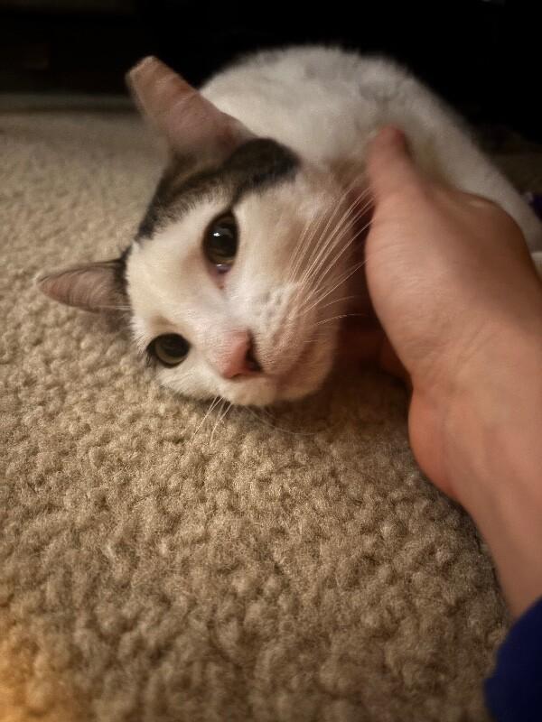 Felix — thumbnail 6