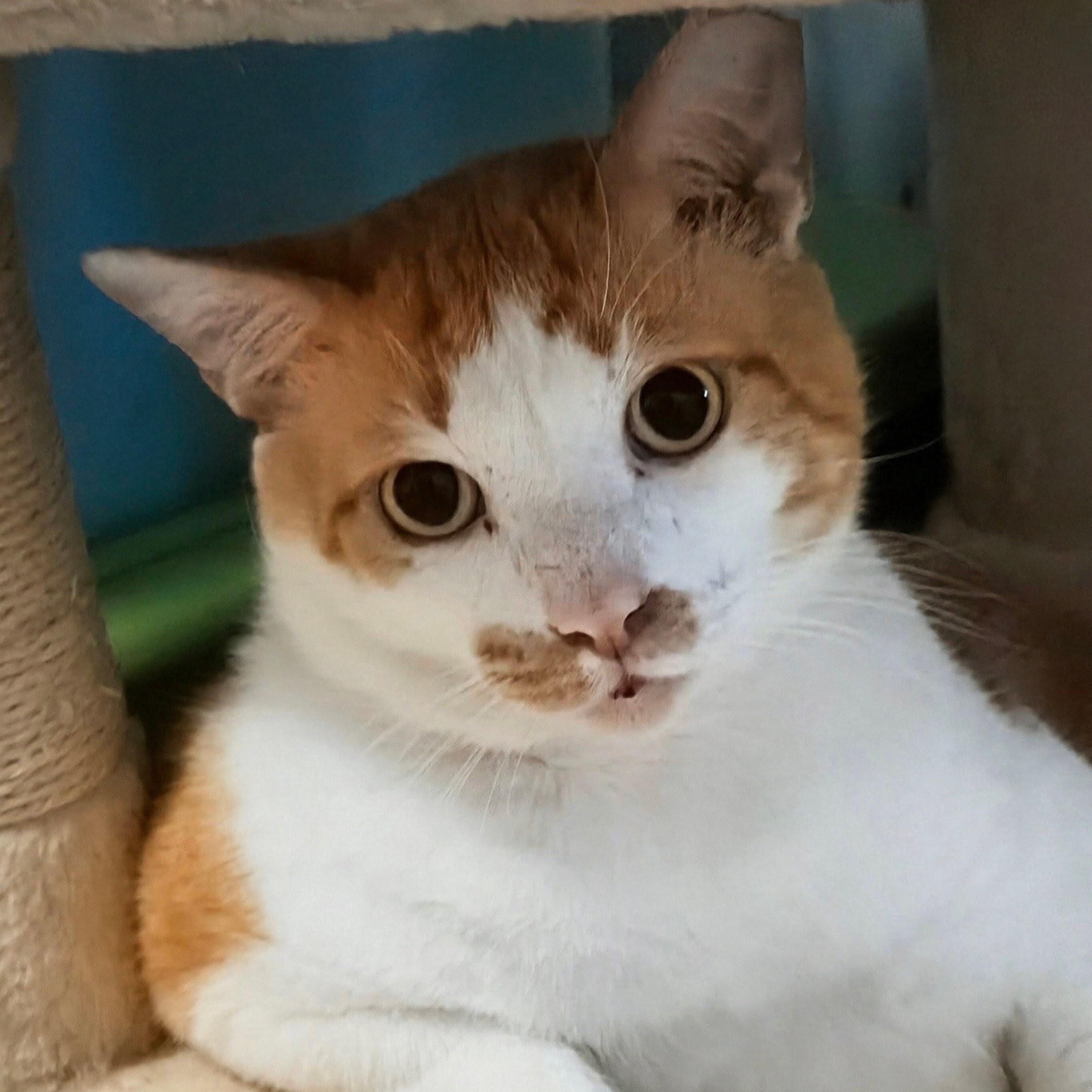 Gonzo, Adoptable, Adult Male Domestic Short Hair.