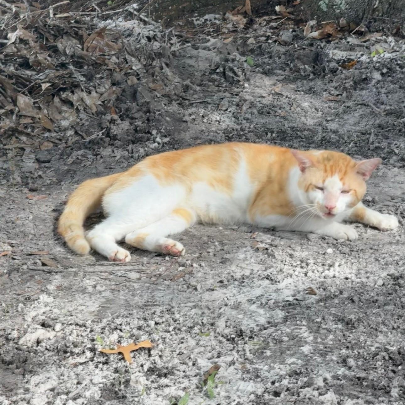 Gonzo, a Adoptable Domestic Short Hair in New Port Richey, FL image 6/6