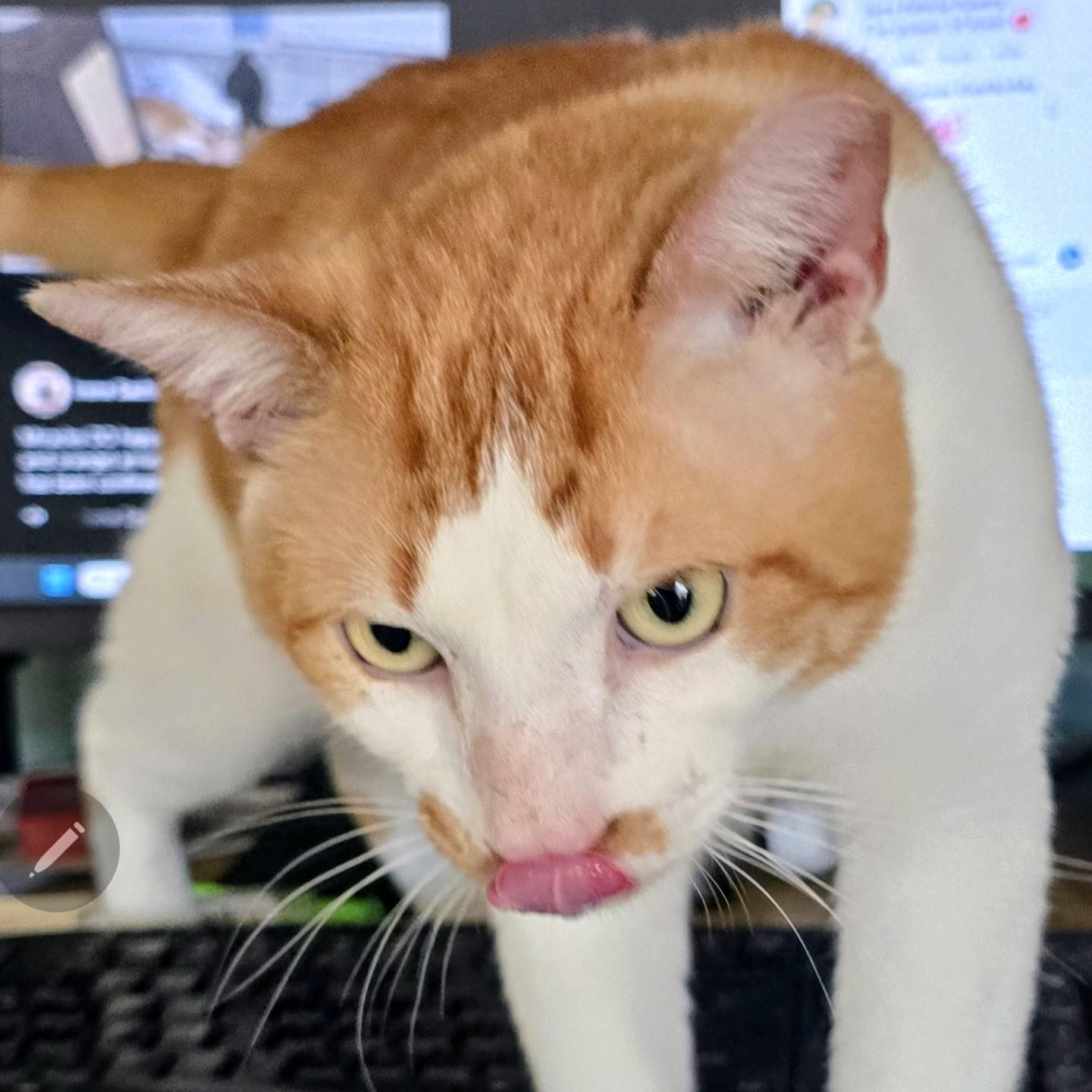 Gonzo, a Adoptable Domestic Short Hair in New Port Richey, FL image 4/6