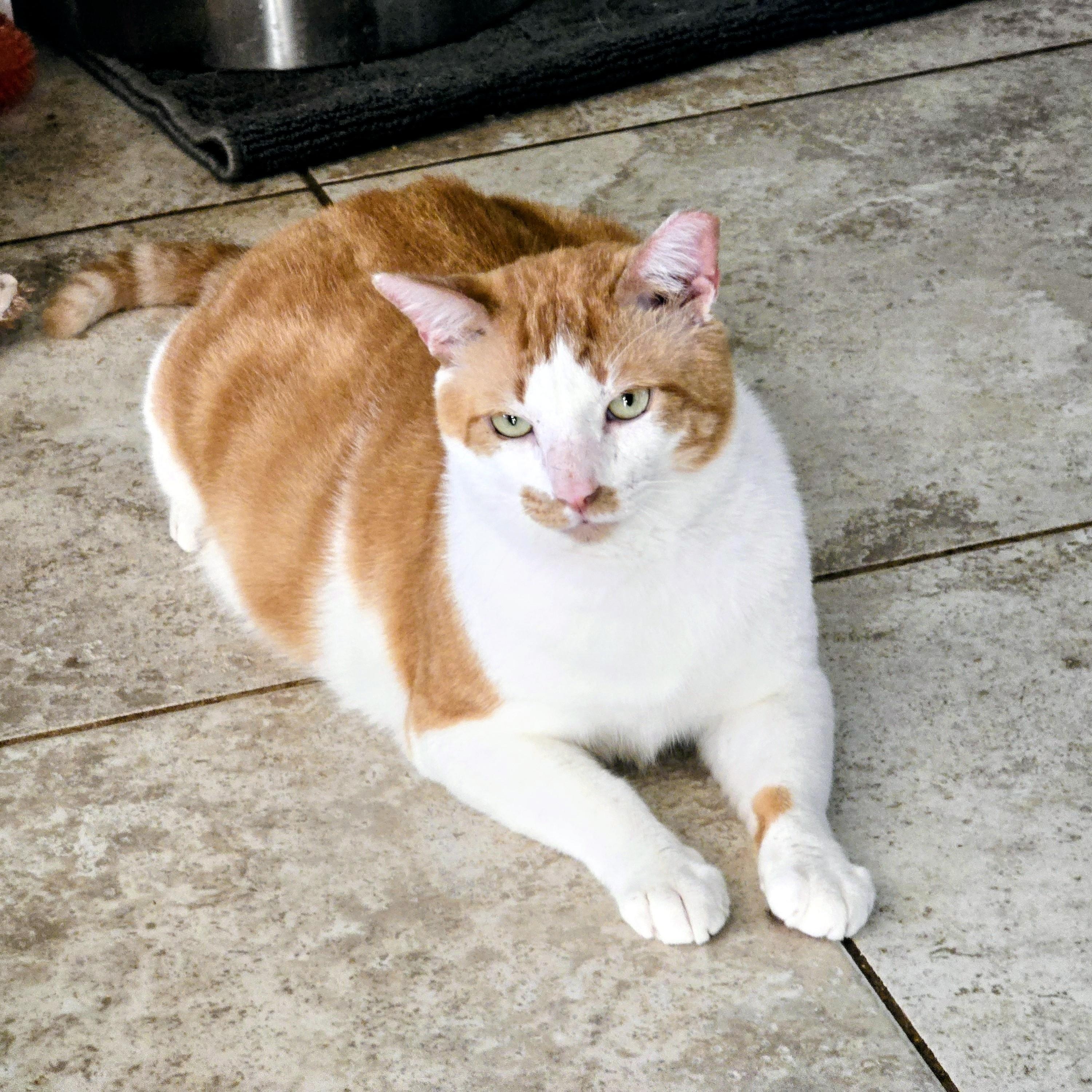 Gonzo, a Adoptable Domestic Short Hair in New Port Richey, FL image 2/6