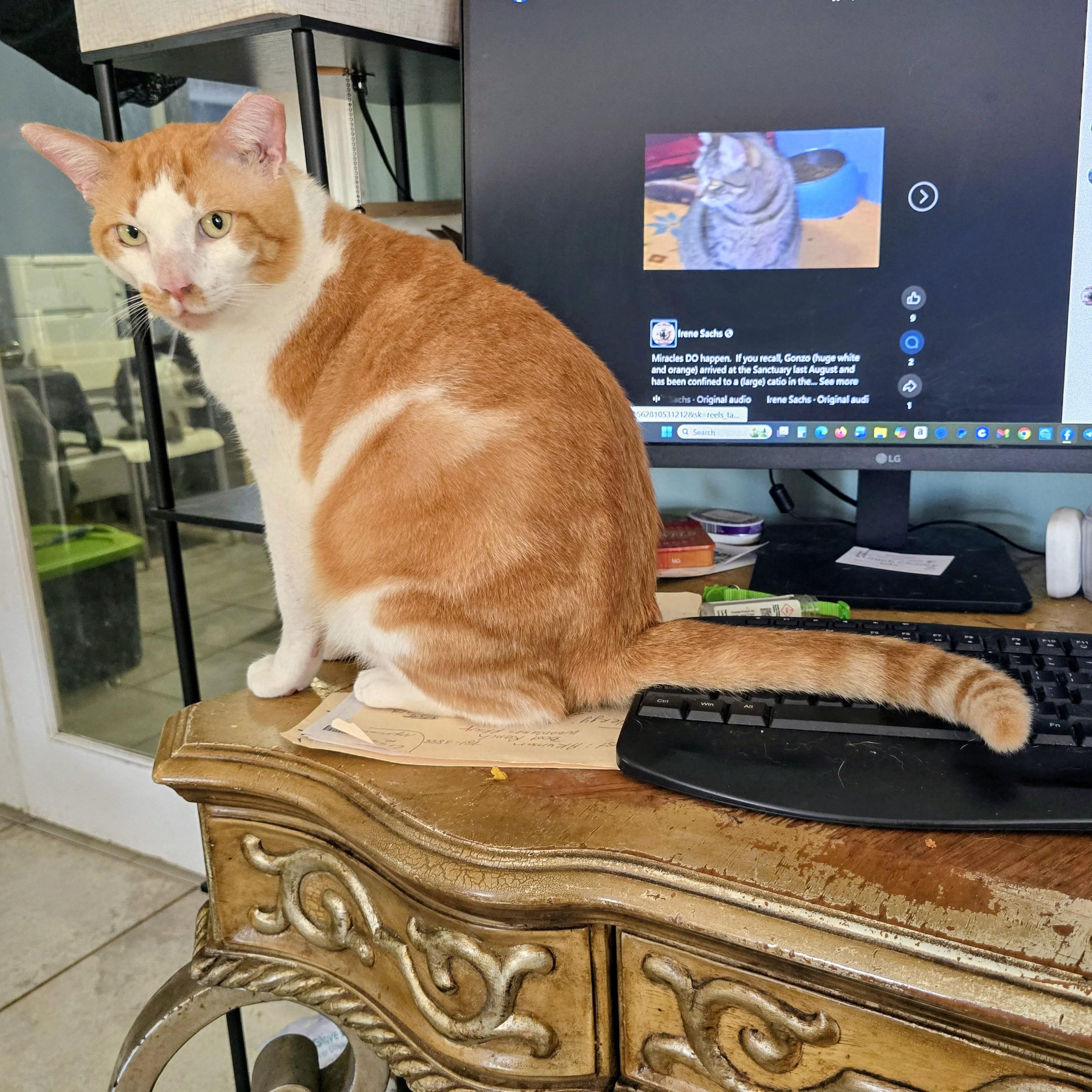Gonzo, a Adoptable Domestic Short Hair in New Port Richey, FL image 5/6