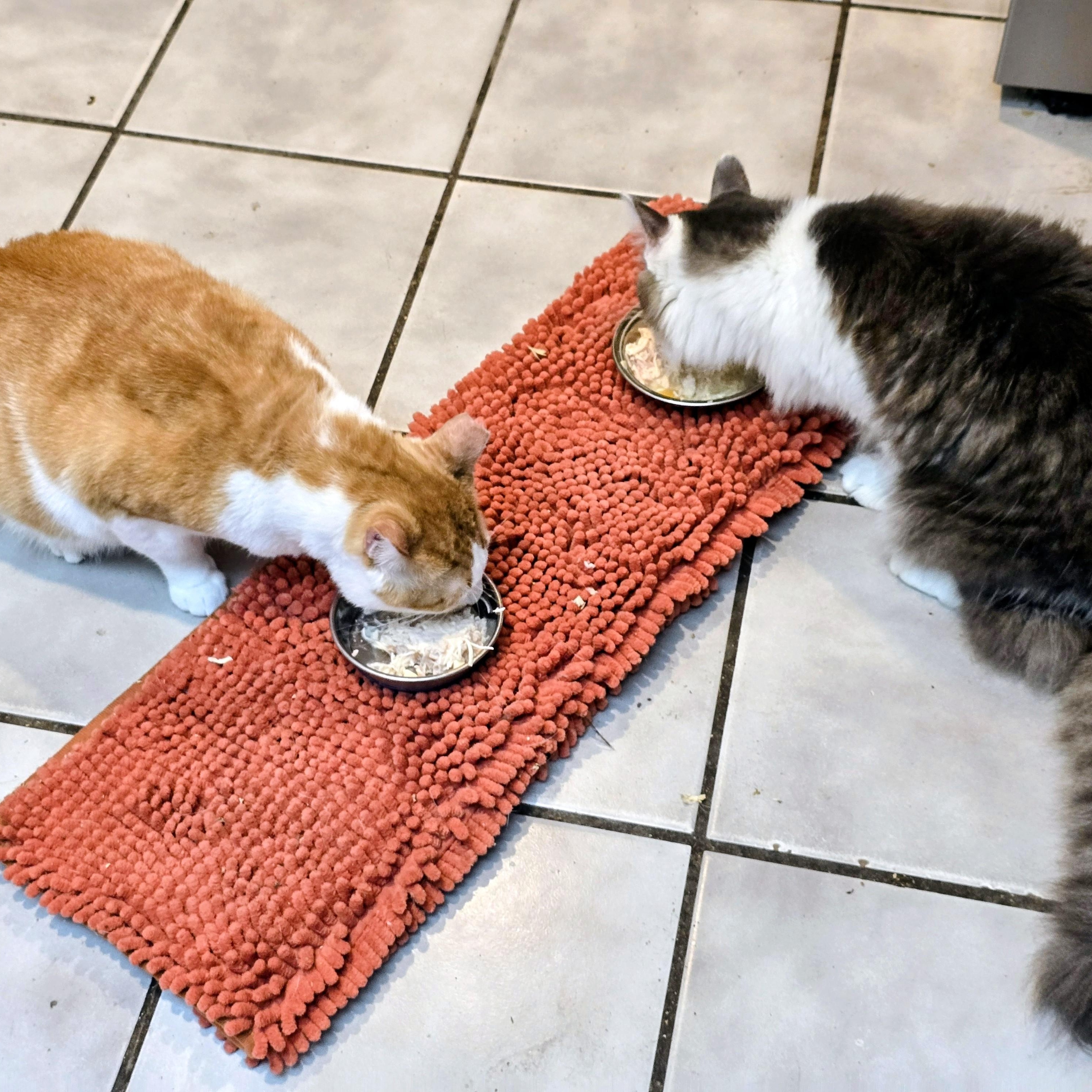 Gonzo, a Adoptable Domestic Short Hair in New Port Richey, FL image 3/6