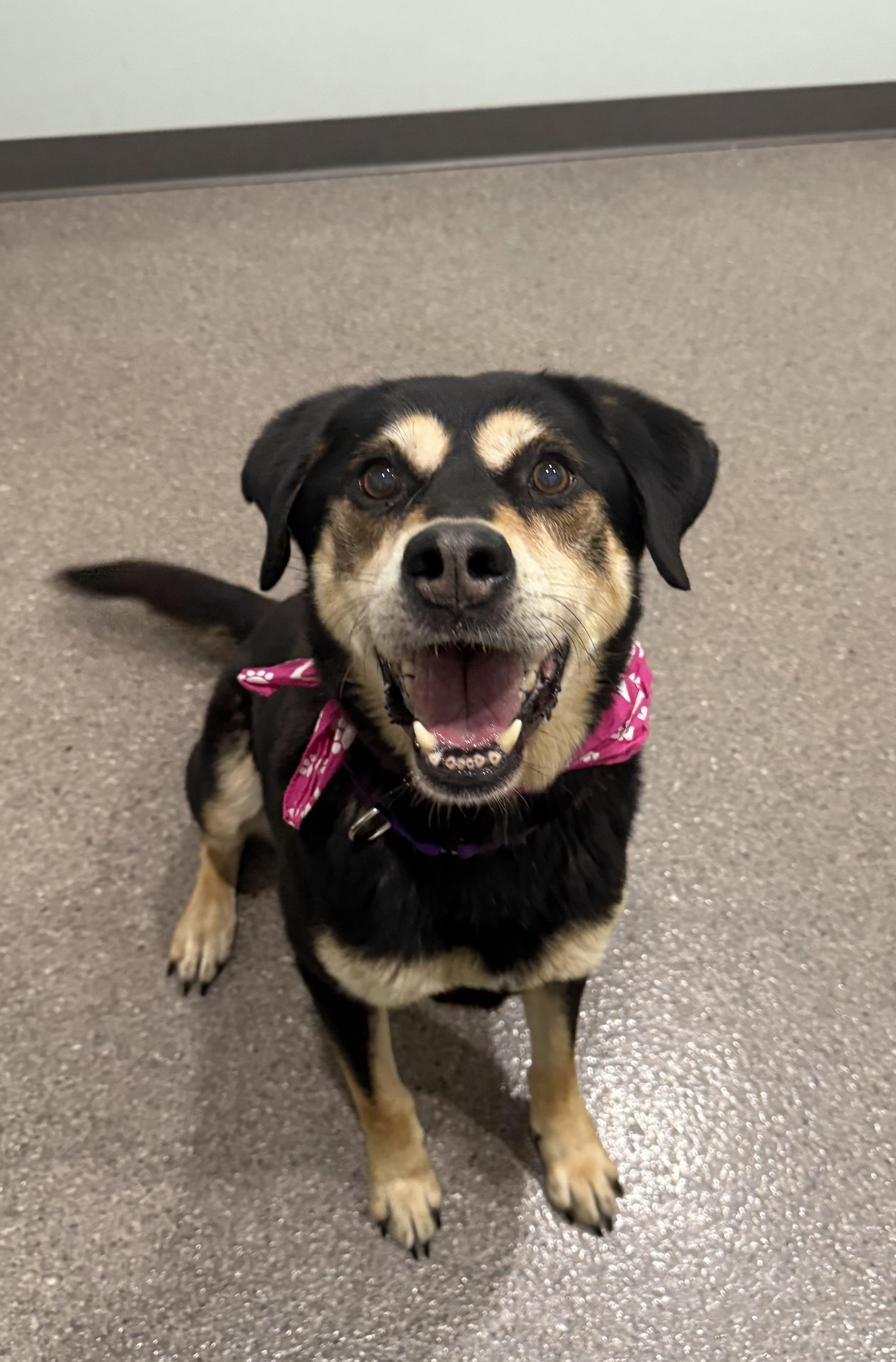 Tasha, an adoptable Mixed Breed in Sault Sainte Marie, MI, 49783 | Photo Image 1