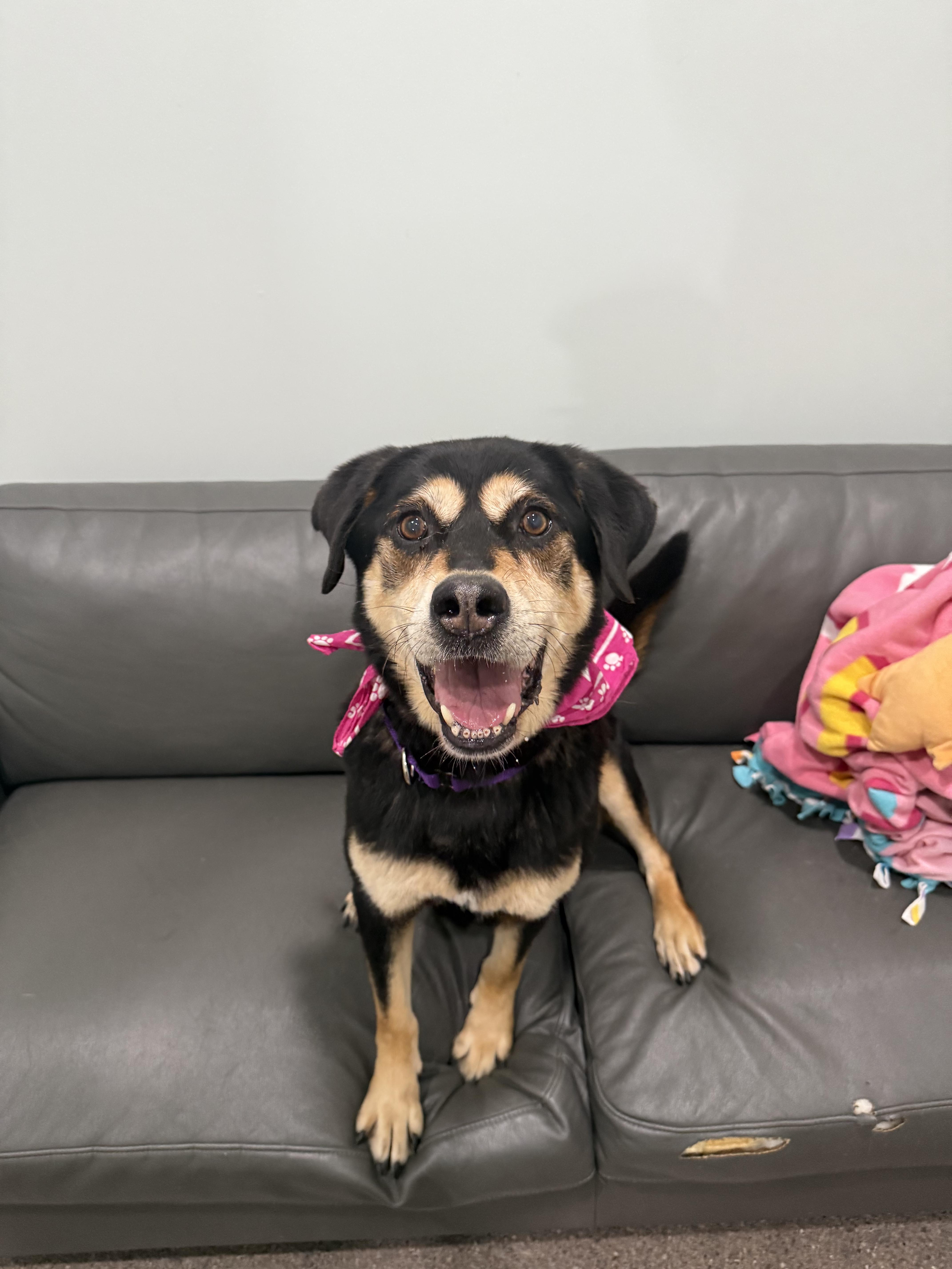 Tasha, an adoptable Mixed Breed in Sault Sainte Marie, MI, 49783 | Photo Image 3