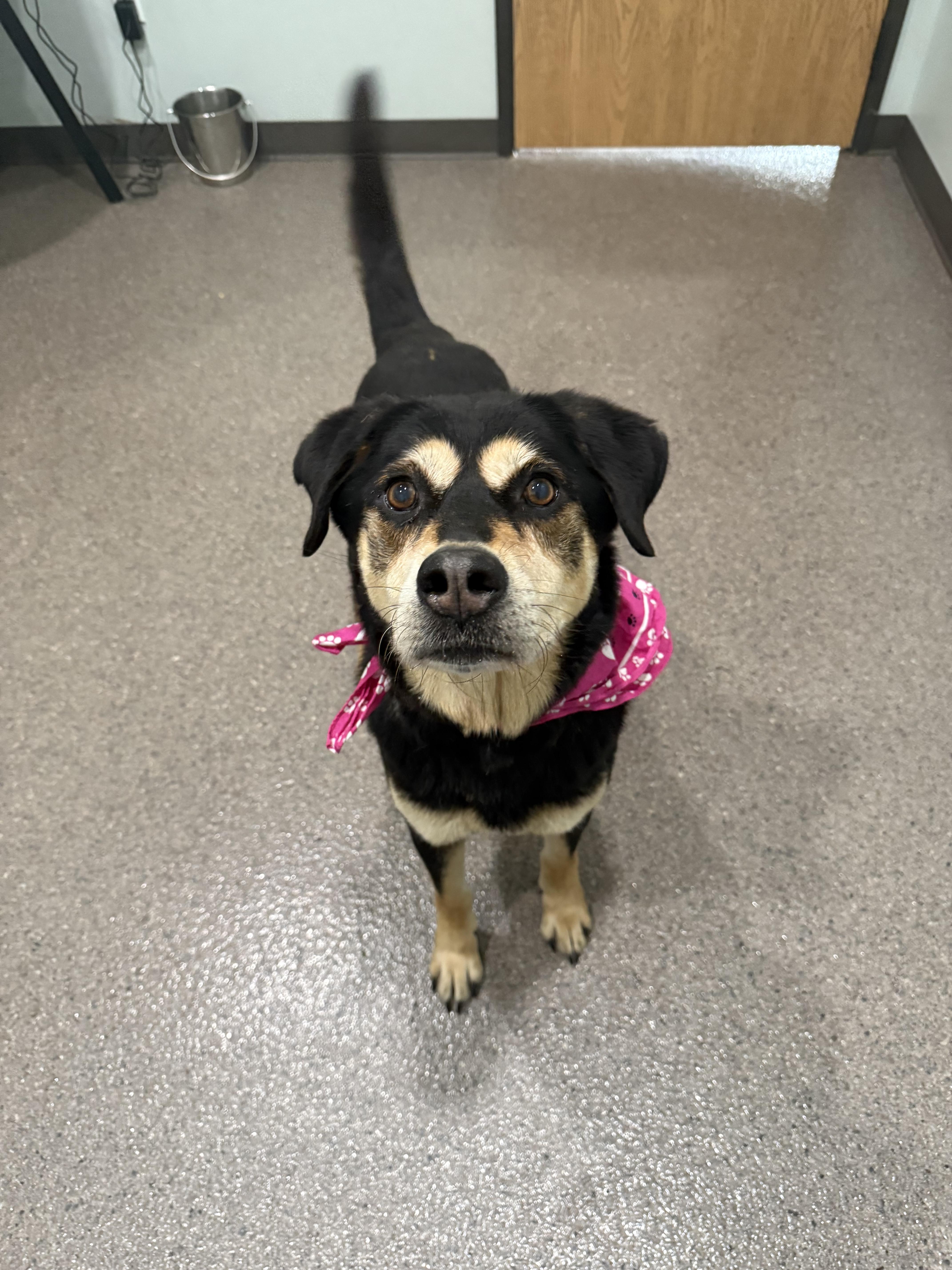 Enlarge Tasha, a Adoptable mixed breed in Sault Sainte Marie, MI image 3/3