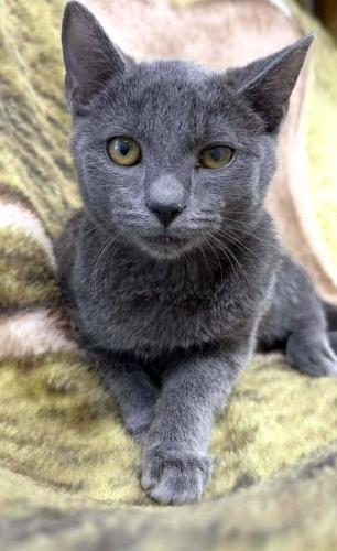 Enlarge Clover, a Adoptable mixed breed in Thief River Falls, MN image 1/1