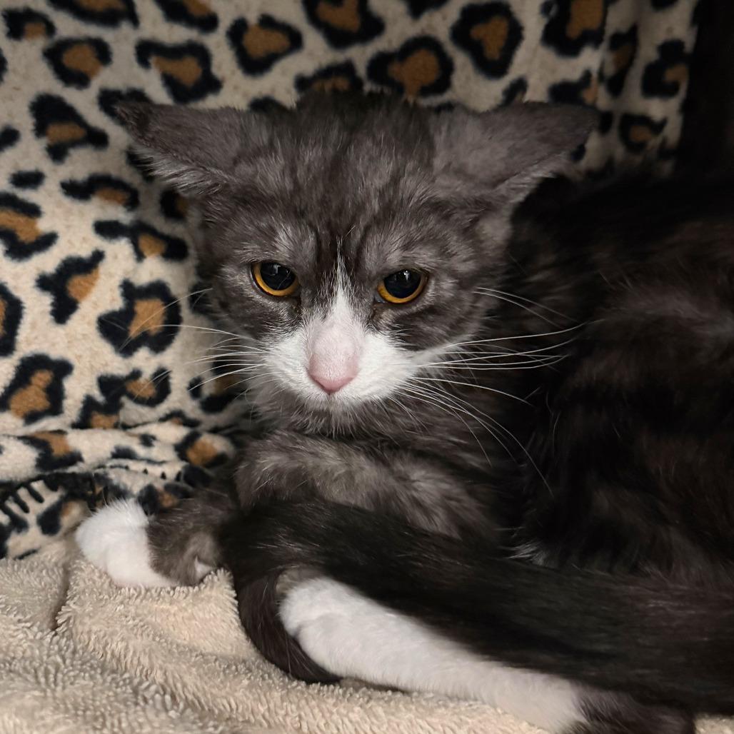 Cordelia, Adoptable, Young Female Domestic Short Hair.