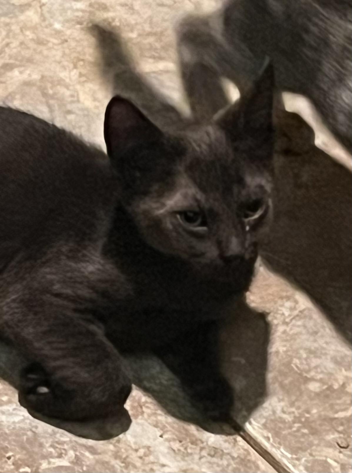 Stetson, Adoptable, Kitten Male American Shorthair & Domestic Short Hair.