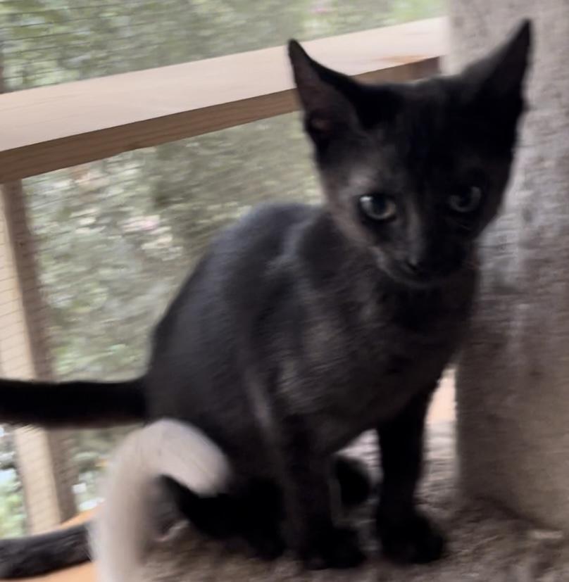 Enlarge Stetson, a Adoptable mixed breed in Moreno Valley, CA image 5/6