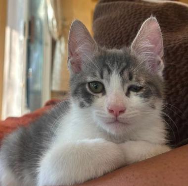 Stewie, a ADOPTABLE mixed breed in Escondido, CA image 2/4