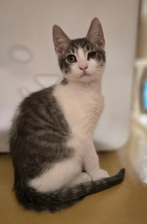 Stewie, a ADOPTABLE mixed breed in Escondido, CA image 1/4