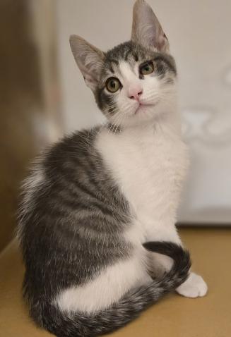 Stewie, a ADOPTABLE mixed breed in Escondido, CA image 4/4