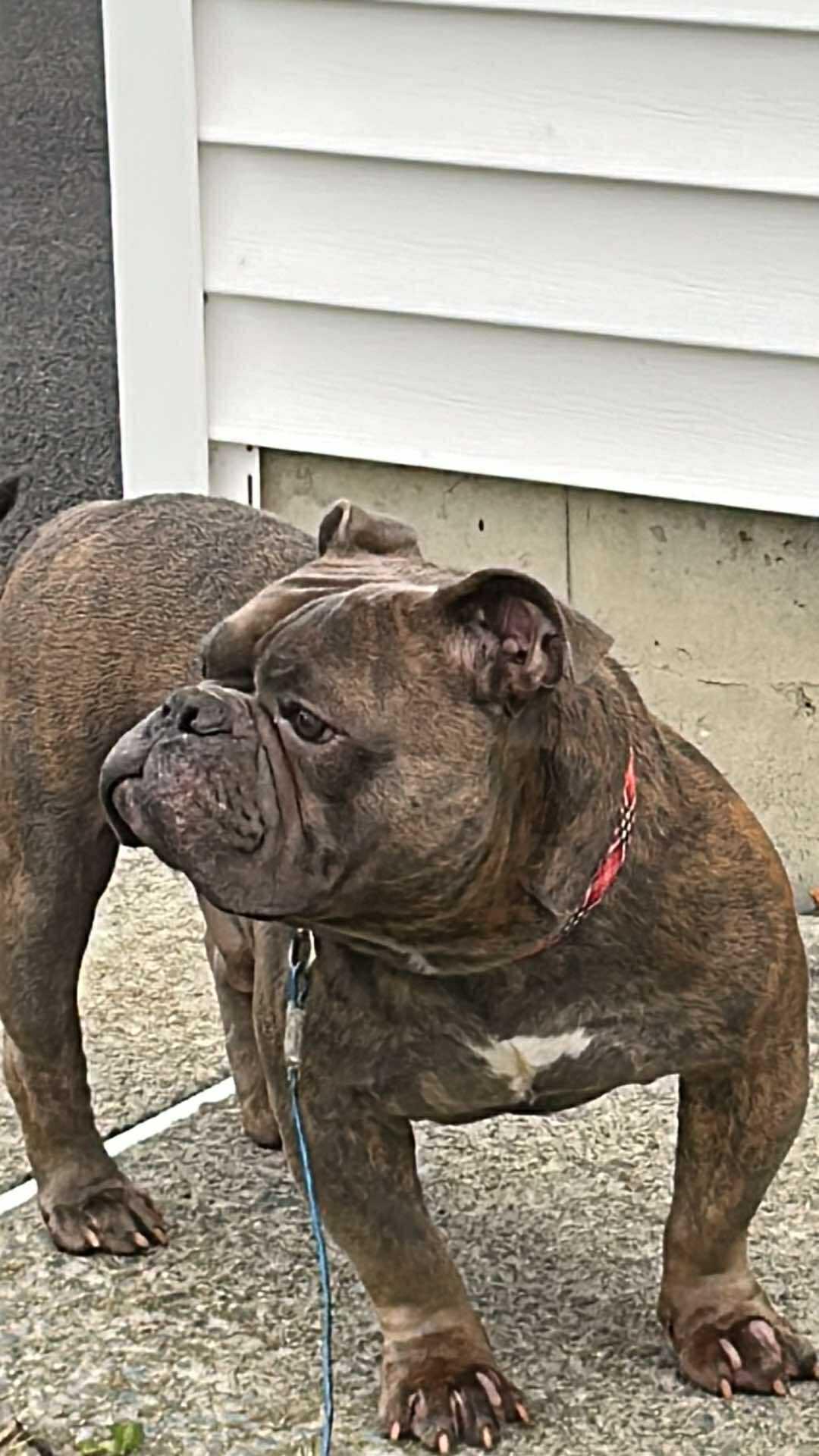 Otis, Adoptable, Adult Male Bulldog.