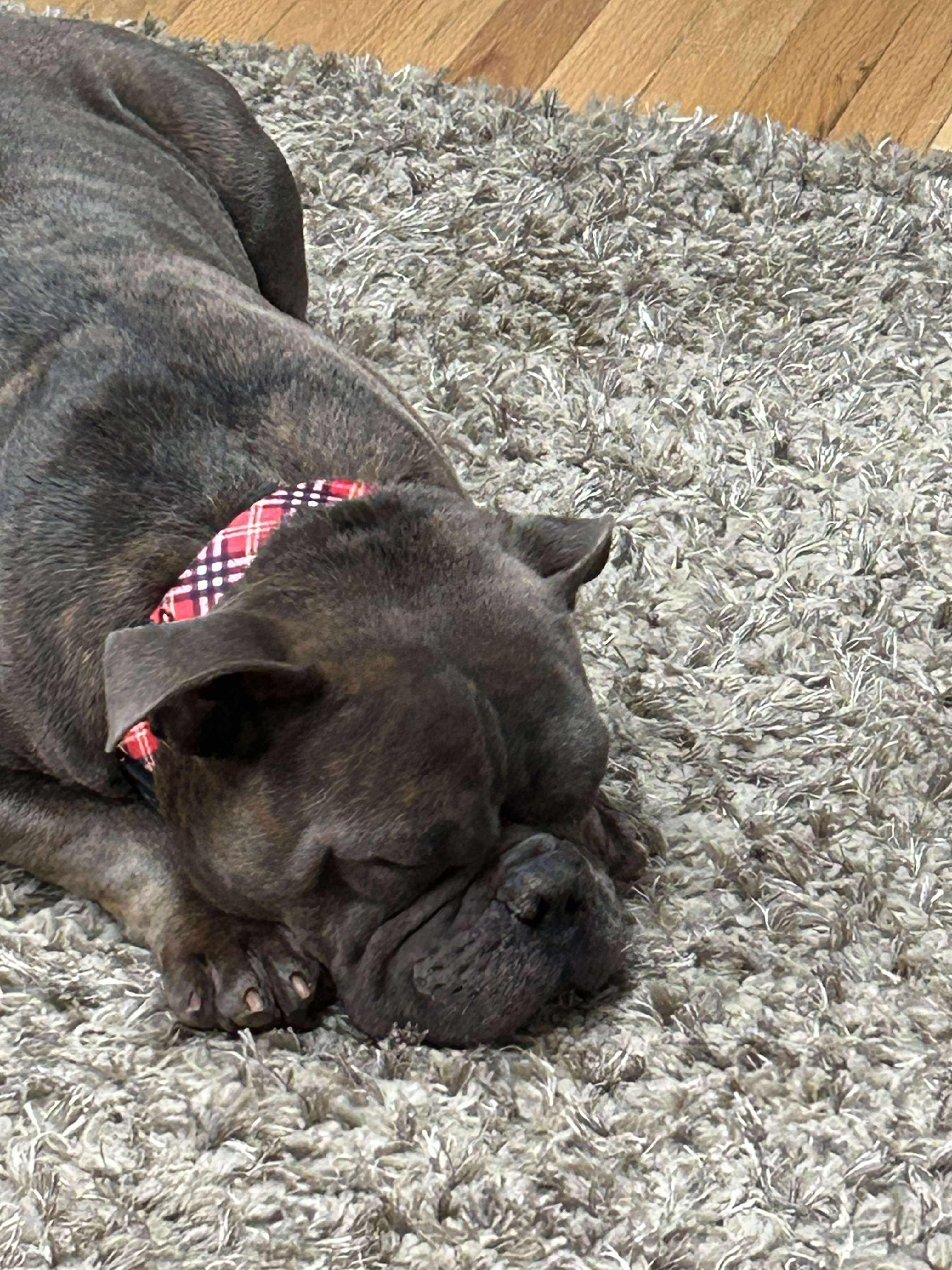 Otis, an adopted Bulldog in Albany, NY image 2/3