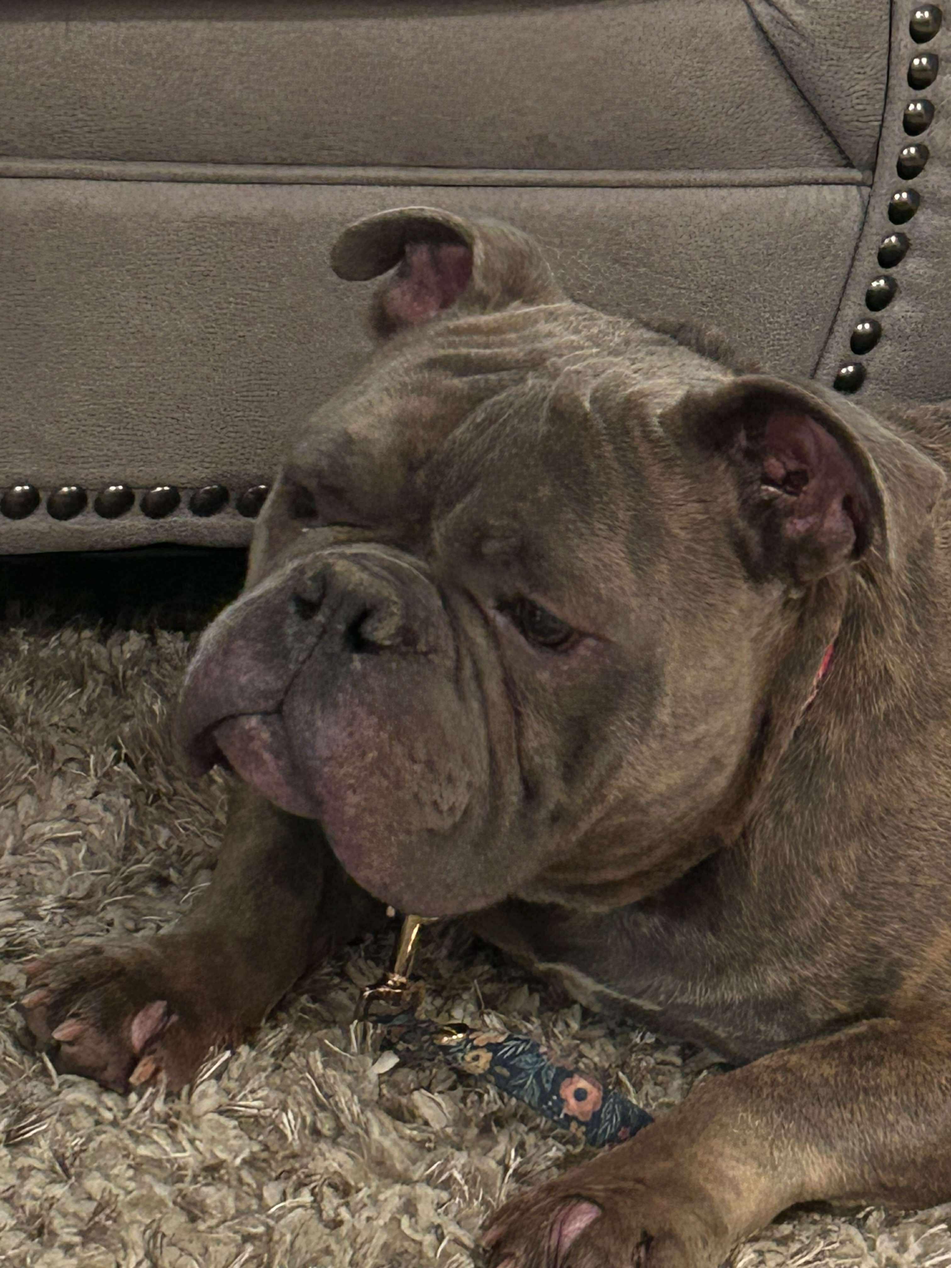 Otis, an adopted Bulldog in Albany, NY image 3/3