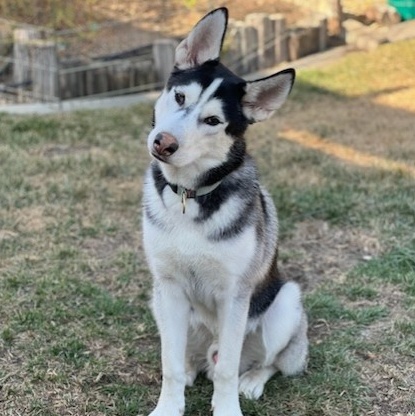Enlarge BENTLEY, a Adoptable Siberian Husky in Murrieta, CA image 2/6