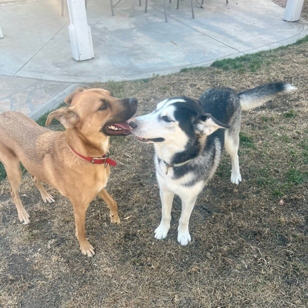 Enlarge BENTLEY, a Adoptable Siberian Husky in Murrieta, CA image 3/6