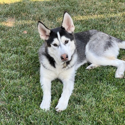 Enlarge BENTLEY, a Adoptable Siberian Husky in Murrieta, CA image 4/6