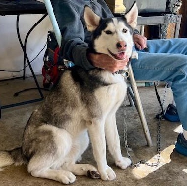Enlarge BENTLEY, a Adoptable Siberian Husky in Murrieta, CA image 1/6