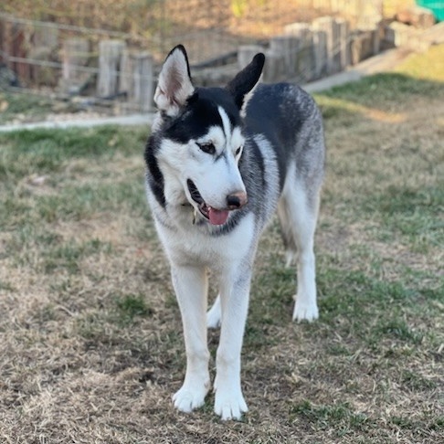 Enlarge BENTLEY, a Adoptable Siberian Husky in Murrieta, CA image 5/6