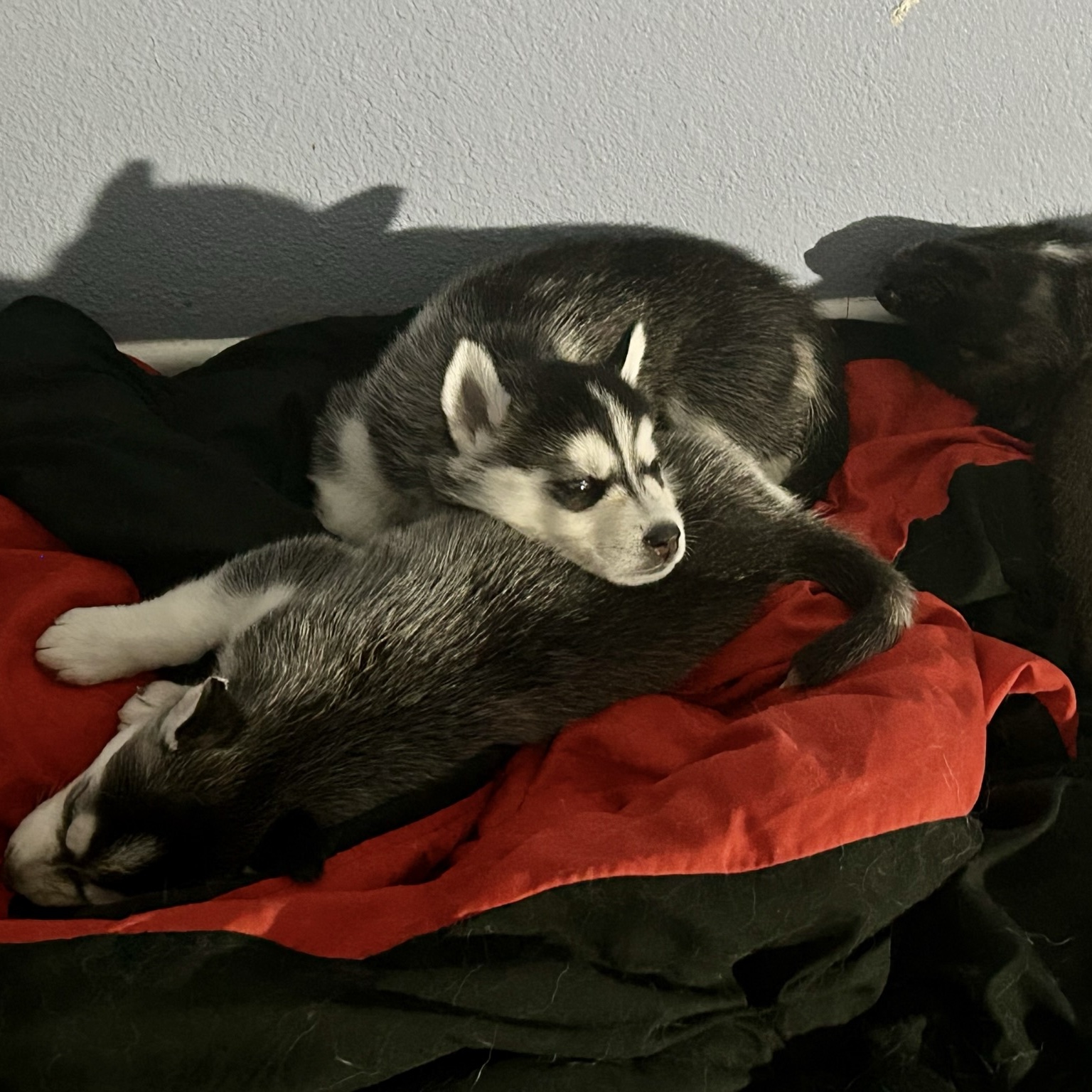 Enlarge BENTLEY, a Adoptable Siberian Husky in Murrieta, CA image 6/6