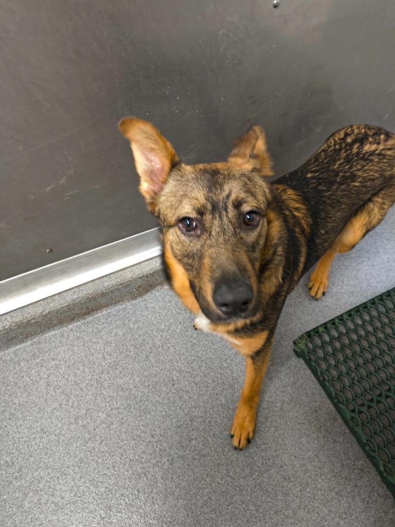 Prince Yrly 193, Adoptable, Young Male German Shepherd Dog.