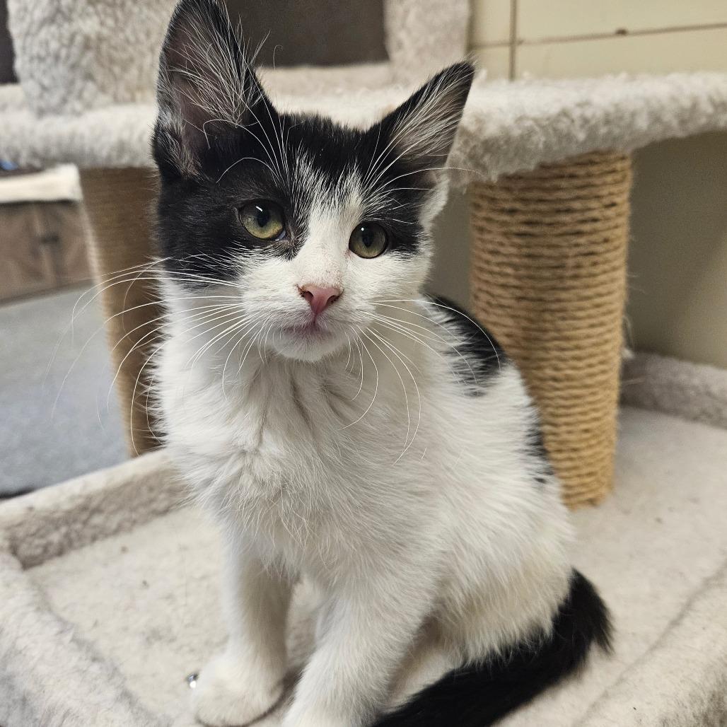Enlarge Ferret, a Adoptable Domestic Short Hair in Hinsdale, IL image 1/2