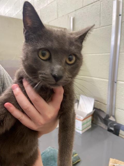 Enlarge Progresso, a Adopted Domestic Short Hair in Dickson, TN image 1/1