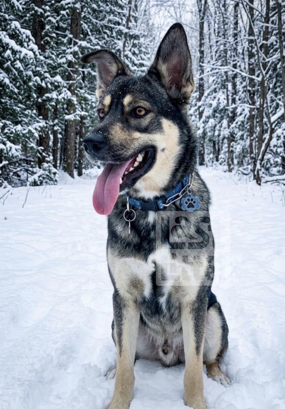 Togo, adopted, Young Male Husky.
