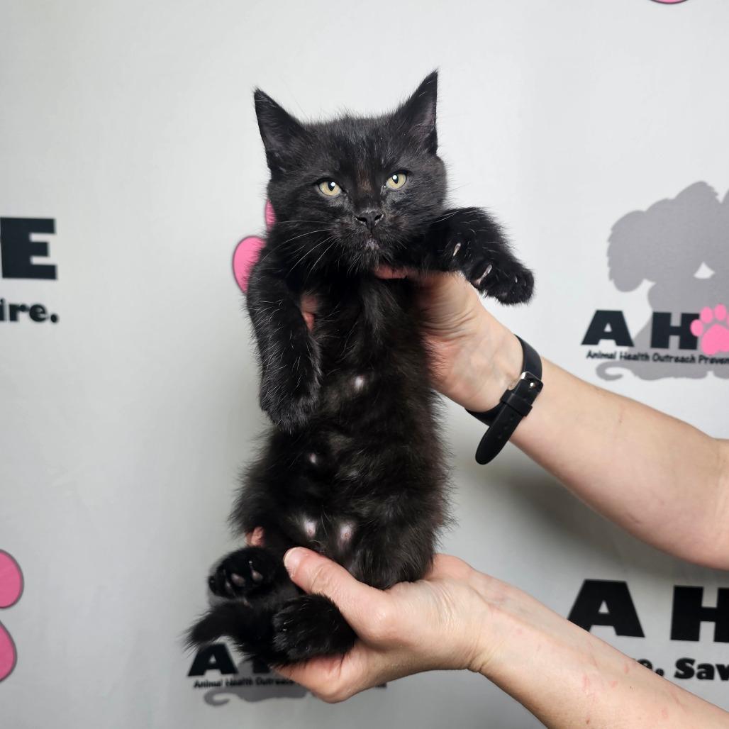 Enlarge Ramen, a Adoptable mixed breed in Milton, FL image 1/3