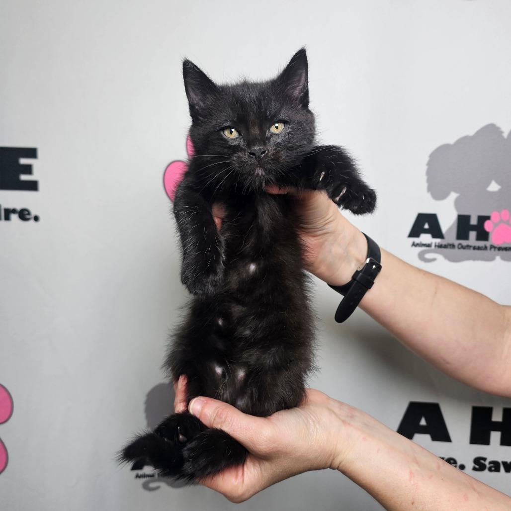 Enlarge Ramen, a Adoptable mixed breed in Milton, FL image 2/3