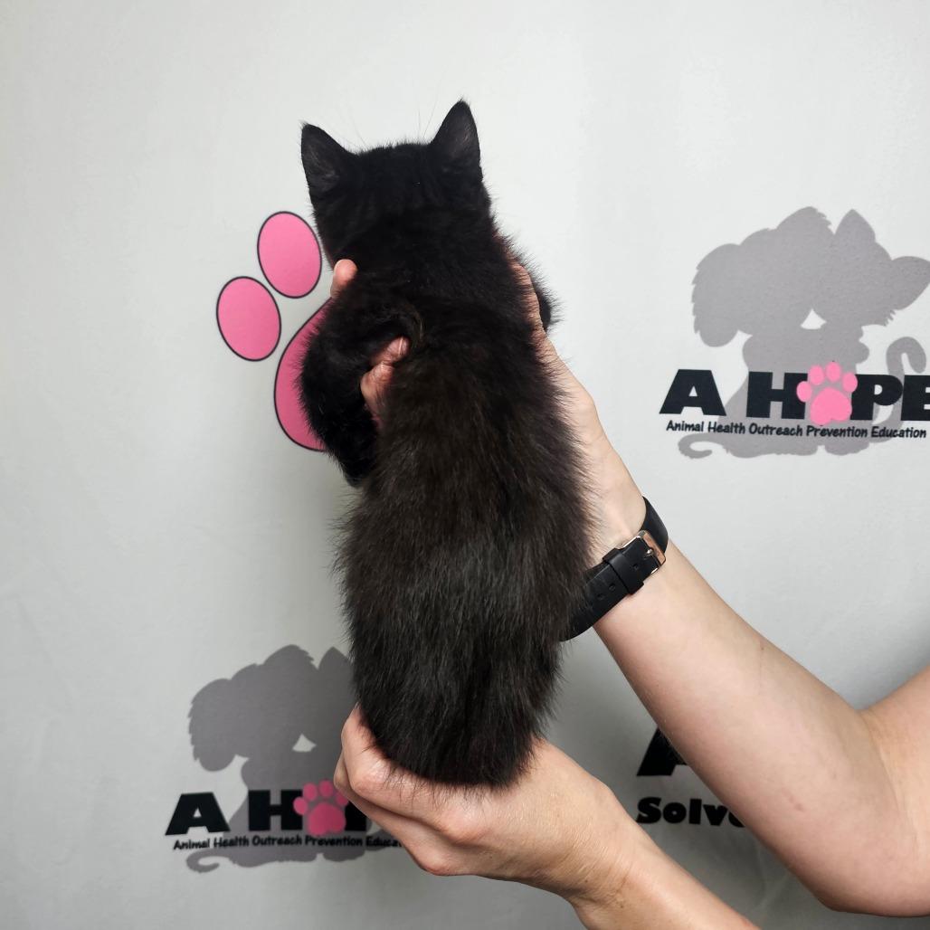 Enlarge Ramen, a Adoptable mixed breed in Milton, FL image 3/3