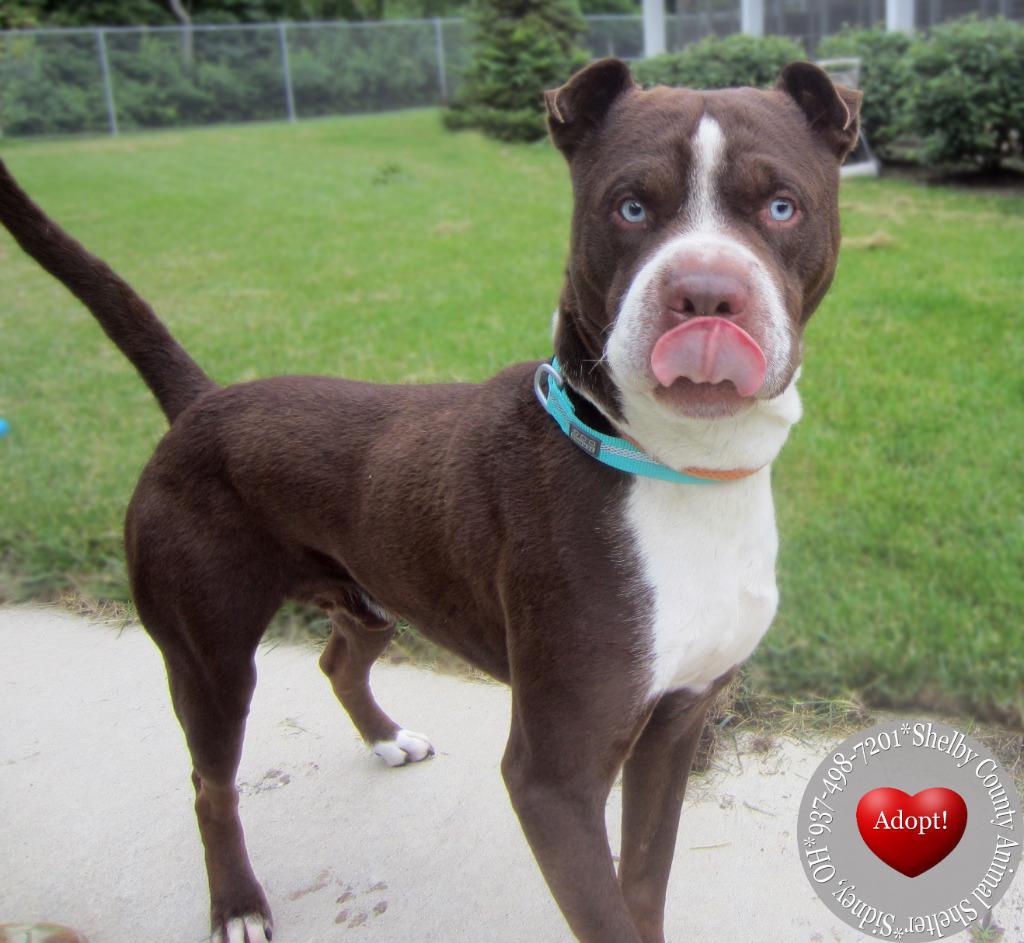 Eddie Yrly 214, Adoptable, Adult Male Pit Bull Terrier.