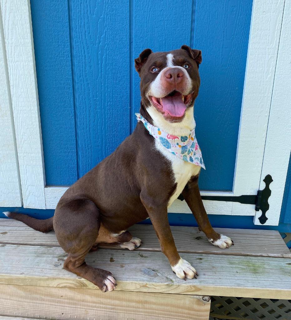 Enlarge Eddie Yrly 214, a Adoptable mixed breed in Sidney, OH image 2/6