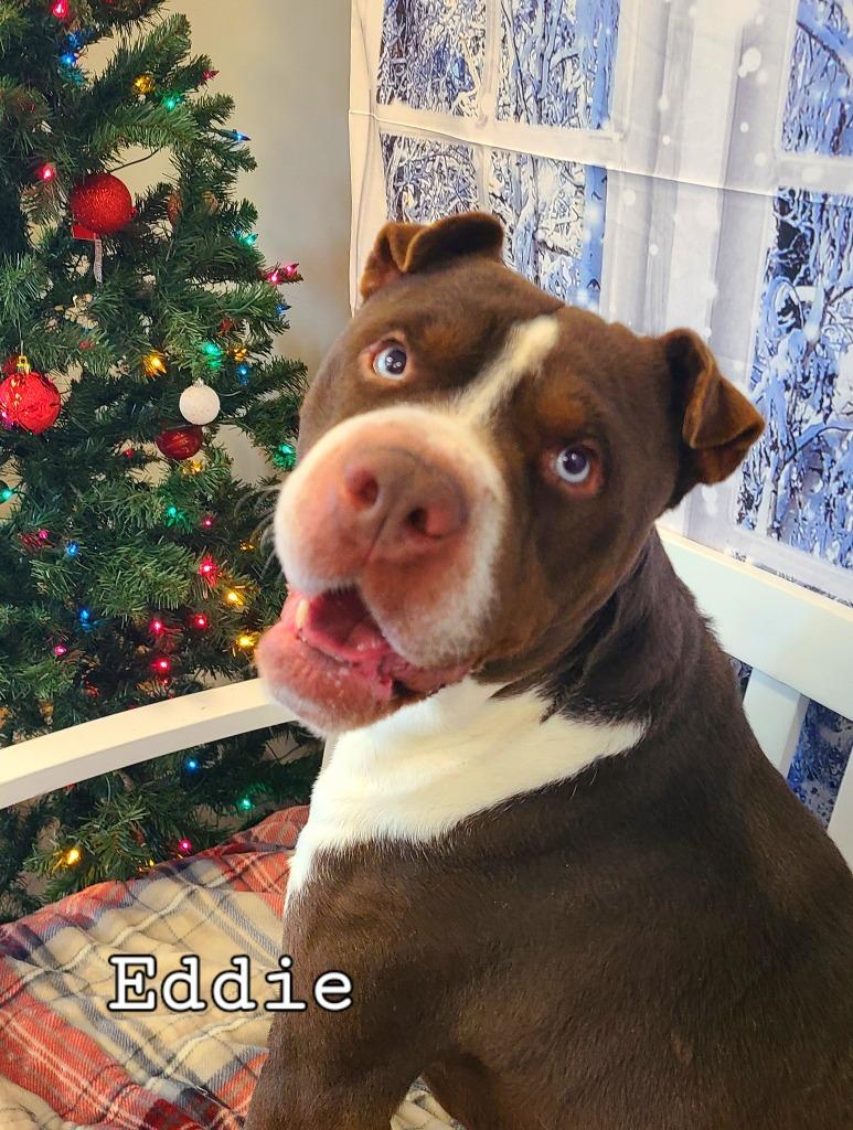 Enlarge Eddie Yrly 214, a Adoptable mixed breed in Sidney, OH image 3/6