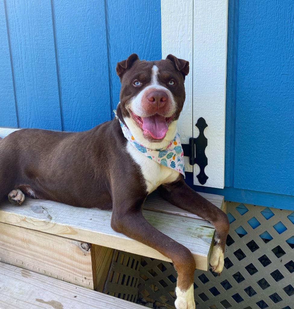 Enlarge Eddie Yrly 214, a Adoptable mixed breed in Sidney, OH image 2/6