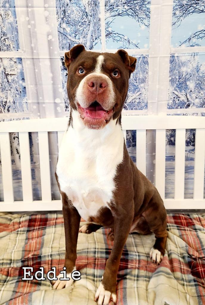 Enlarge Eddie Yrly 214, a Adoptable mixed breed in Sidney, OH image 4/6