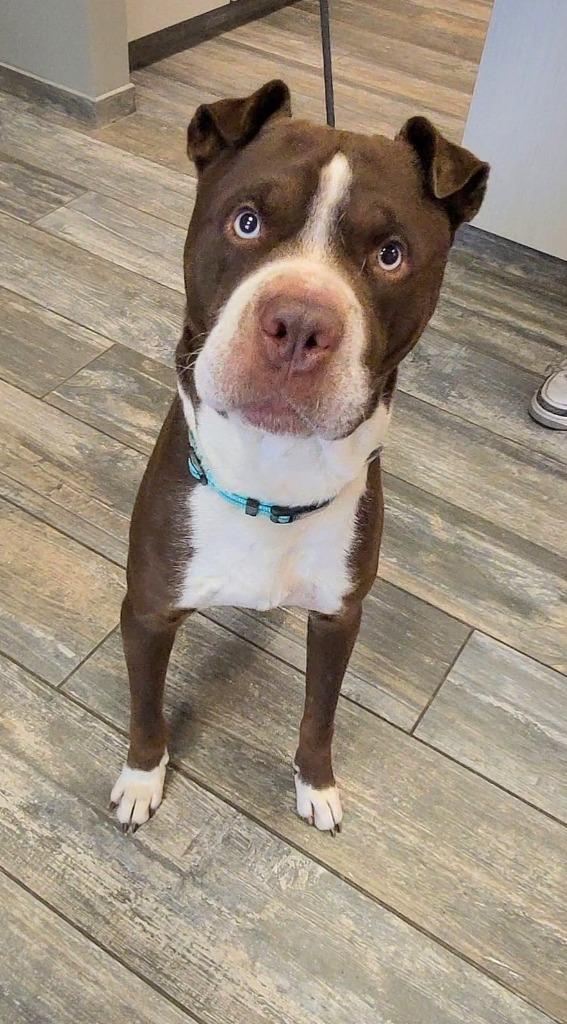 Enlarge Eddie Yrly 214, a Adoptable mixed breed in Sidney, OH image 5/6