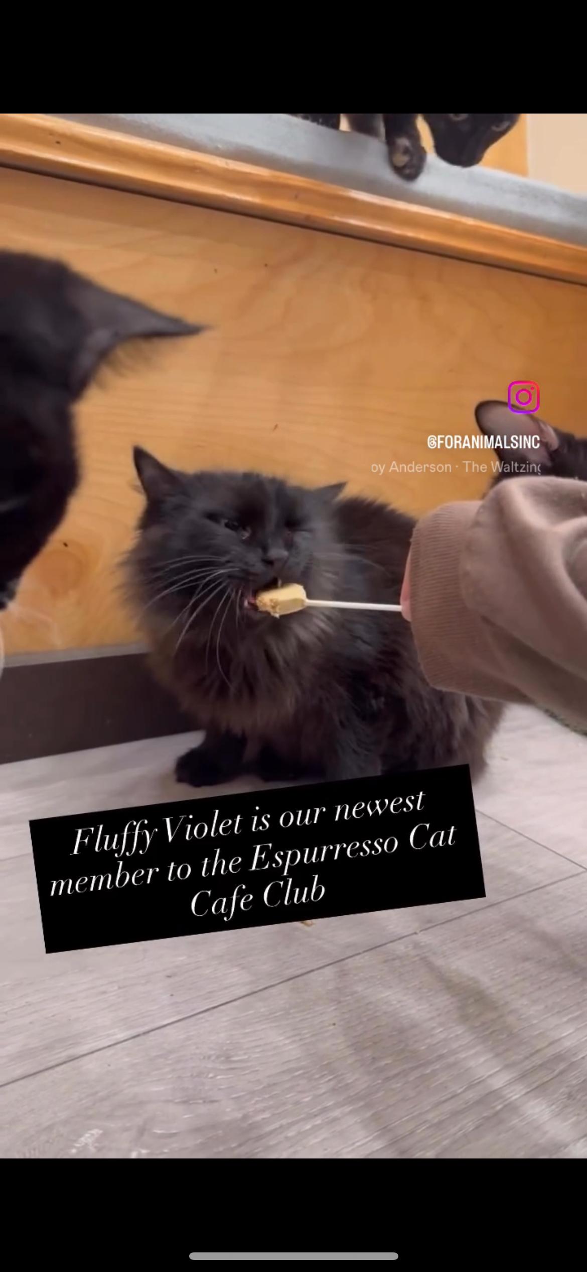 Enlarge Violet, an adopted Domestic Short Hair in South Ozone Park, NY image 1/3